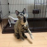 2022年10月16日君津店に参加する猫レンジャーの保護猫101604