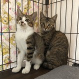 2022年10月16日君津店に参加する猫レンジャーの保護猫101611