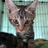 2022年10月16日君津店に参加する猫レンジャーの保護猫101613