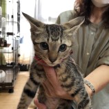 2022年10月16日君津店に参加する猫レンジャーの保護猫101620