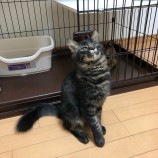 2022年10月16日君津店に参加する猫レンジャーの保護猫101626