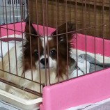 2022年10月9日君津店に参加するワンコのさとtenの保護犬100906