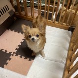 2022年10月9日君津店に参加するワンコのさとtenの保護犬100901
