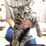 rescue-cat_kimitsu110630