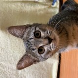 2022年10月9日瑞穂店に参加するまたたび家の保護猫100901