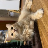 2022年10月9日瑞穂店に参加するまたたび家の保護猫100904