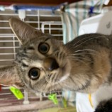 2022年10月9日瑞穂店に参加するまたたび家の保護猫100905