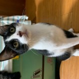 2022年10月9日瑞穂店に参加するまたたび家の保護猫100906