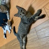 2022年10月9日瑞穂店に参加するまたたび家の保護猫100910