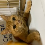 2022年10月9日瑞穂店に参加するまたたび家の保護猫100911