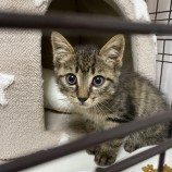 2022年11月13日荒川沖店に参加するのTeam.ホーリーキャット保護猫111301