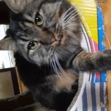 2022年11月13日荒川沖店に参加するのTeam.ホーリーキャット保護猫111303