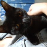 2022年11月13日荒川沖店に参加するのTeam.ホーリーキャット保護猫111307