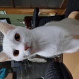 2022年11月13日荒川沖店に参加するのTeam.ホーリーキャット保護猫111309