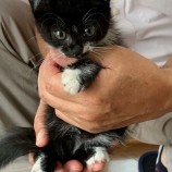 2022年11月20日荒川沖店に参加するネコスペ事務局の保護猫112006