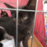 2022年11月27日荒川沖店に参加する犬猫物語の保護猫112703