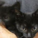 2022年11月27日荒川沖店に参加する犬猫物語の保護猫112704