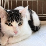 2022年11月20日千代田店に参加するSONADORASの保護猫112001