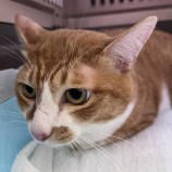 2022年11月20日千代田店に参加するSONADORASの保護猫112002