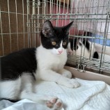 2022年11月20日千代田店に参加するSONADORASの保護猫112004