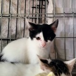 2022年11月20日千代田店に参加するSONADORASの保護猫112005