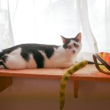 2022年11月20日東大宮店に参加するHappyWildcatsの保護猫112002