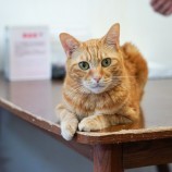 2022年11月20日東大宮店に参加するHappyWildcatsの保護猫112003