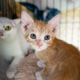 2022年11月20日東大宮店に参加するHappyWildcatsの保護猫112004