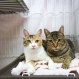 2022年11月20日東大宮店に参加するHappyWildcatsの保護猫112006