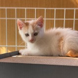 2022年11月13日ひたちなか店に参加するネコスペ事務所の保護猫111301