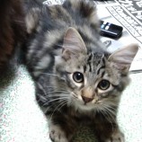 2022年11月13日ひたちなか店に参加するネコスペ事務所の保護猫111304