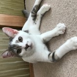 2022年11月13日ひたちなか店に参加するネコスペ事務所の保護猫111306