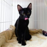 2022年11月13日ひたちなか店に参加するネコスペ事務所の保護猫111309