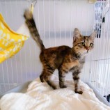 2022年11月13日ひたちなか店に参加するネコスペ事務所の保護猫111310