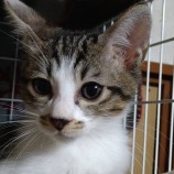 2022年11月13日ひたちなか店に参加するネコスペ事務所の保護猫111311