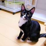 2022年11月13日ひたちなか店に参加するネコスペ事務所の保護猫111312