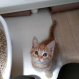 2022年11月13日ひたちなか店に参加するネコスペ事務所の保護猫111313