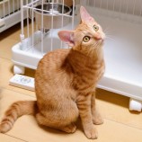 2022年11月13日ひたちなか店に参加するネコスペ事務所の保護猫111314