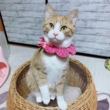 2022年11月13日ひたちなか店に参加するネコスペ事務所の保護猫111317