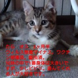 2022年11月13日ひたちなか店に参加するネコスペ事務所の保護猫111318