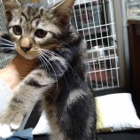 2022年11月13日ひたちなか店に参加するネコスペ事務所の保護猫111319