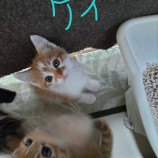 2022年11月13日ひたちなか店に参加するネコスペ事務所の保護猫111324