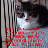 2022年11月13日ひたちなか店に参加するネコスペ事務所の保護猫111326