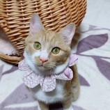 2022年11月13日ひたちなか店に参加するネコスペ事務所の保護猫111327