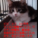 2022年11月13日ひたちなか店に参加するネコスペ事務所の保護猫111330