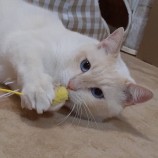 2022年11月20日君津店に参加する猫レンジャーの保護猫112013