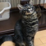2022年11月20日君津店に参加する猫レンジャーの保護猫112016