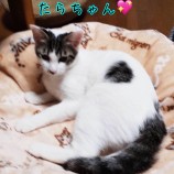 2022年11月20日君津店に参加する猫レンジャーの保護猫112017