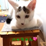2022年11月20日君津店に参加する猫レンジャーの保護猫112021