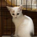2022年11月20日君津店に参加する猫レンジャーの保護猫112028